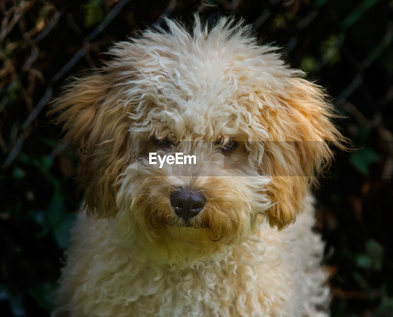 Close-up portrait of hairy dog