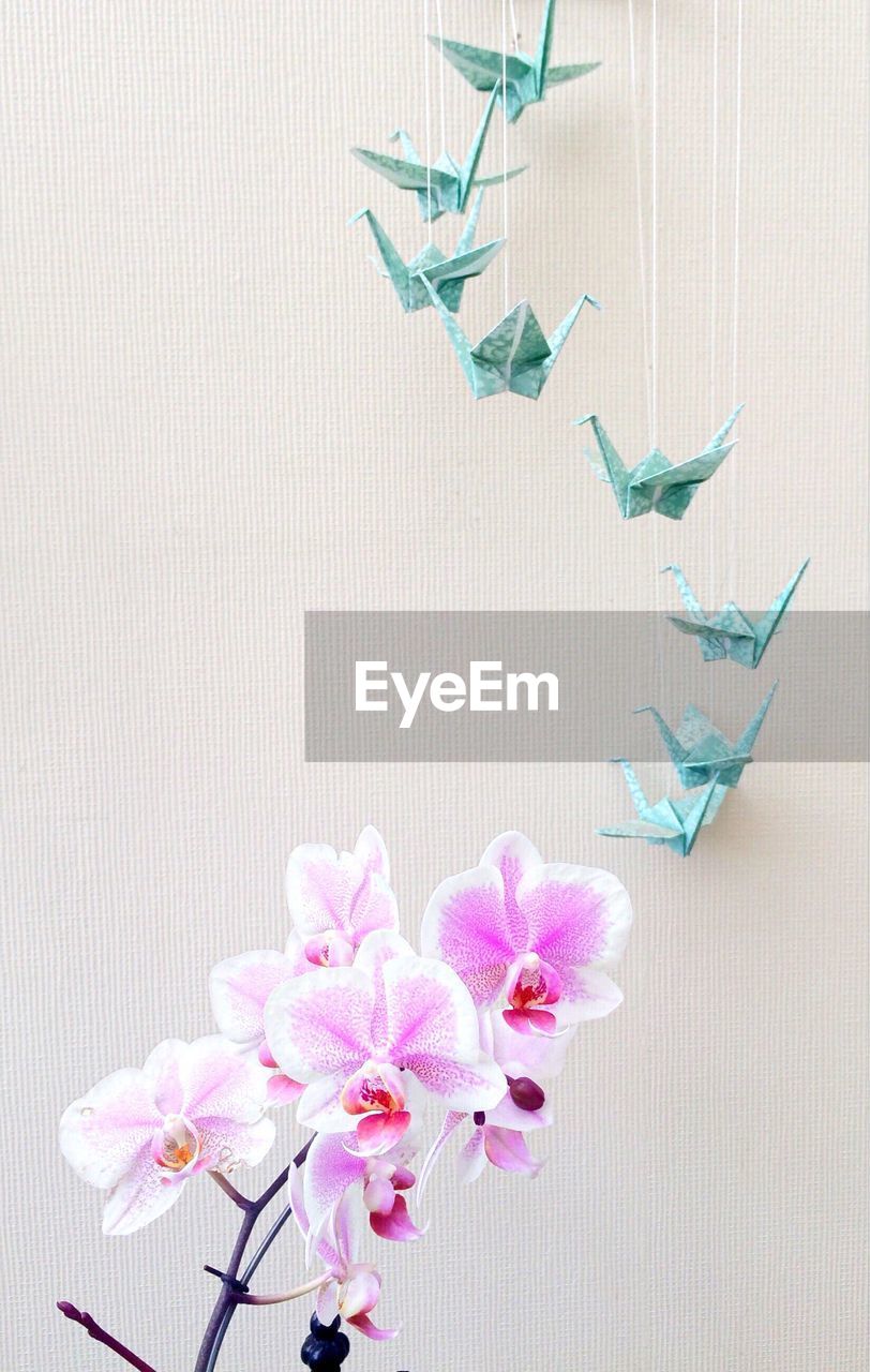Close-up of orchids and origami decoration by wall