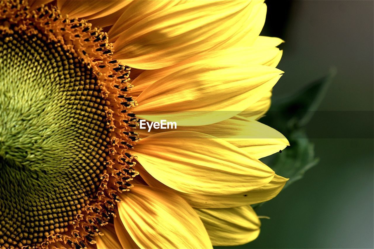 Cropped image of sunflower