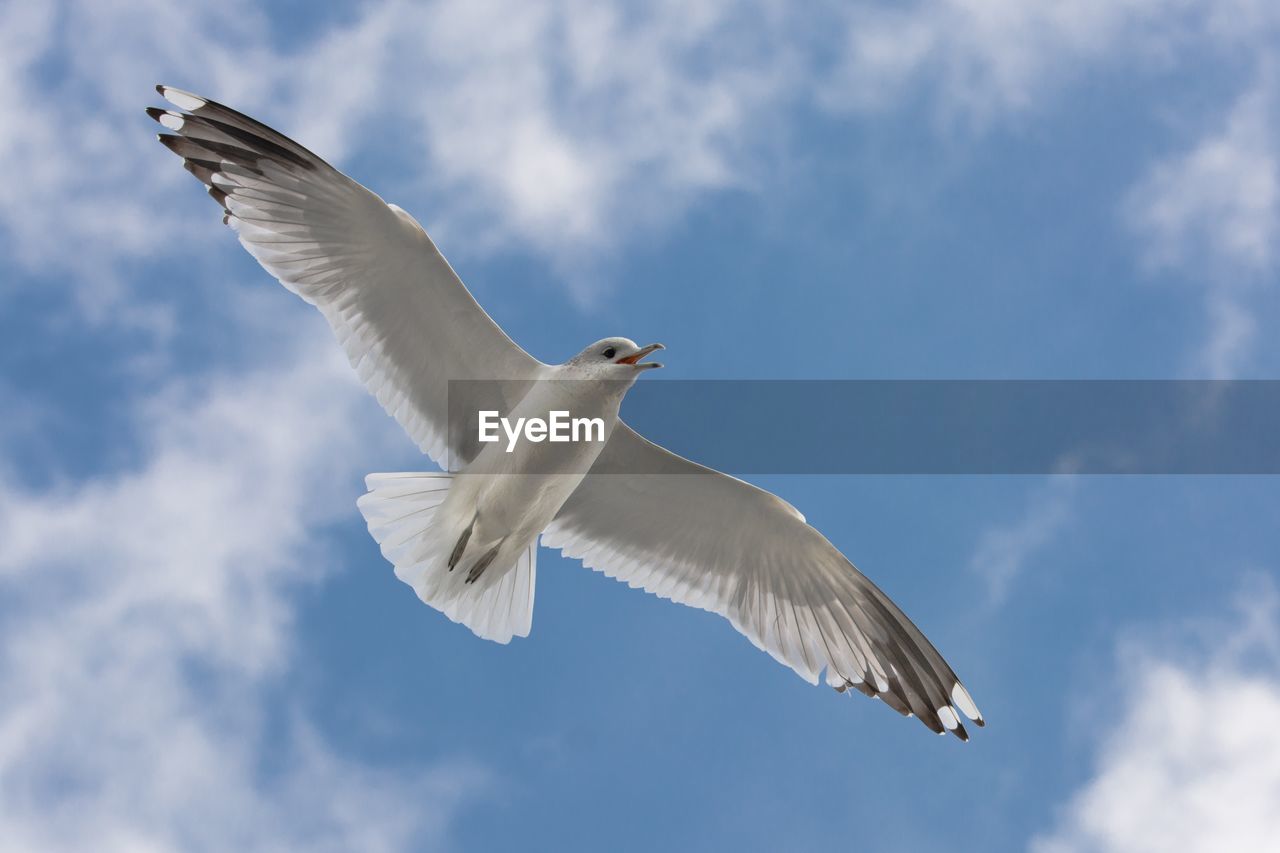 Low angle view of seagull flying