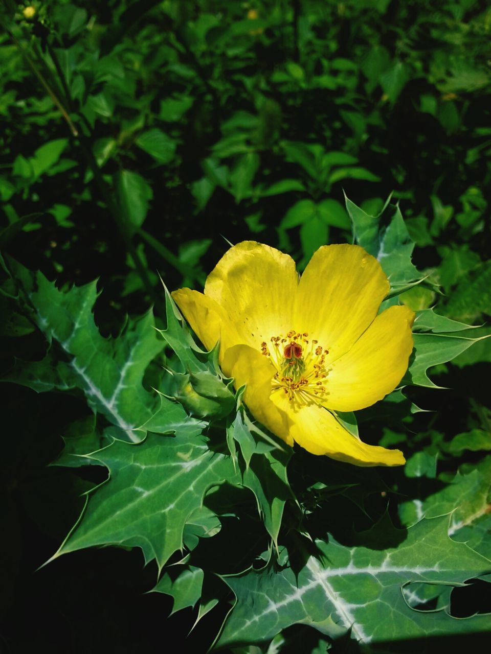 CLOSE-UP OF YELLOW FLOWERS