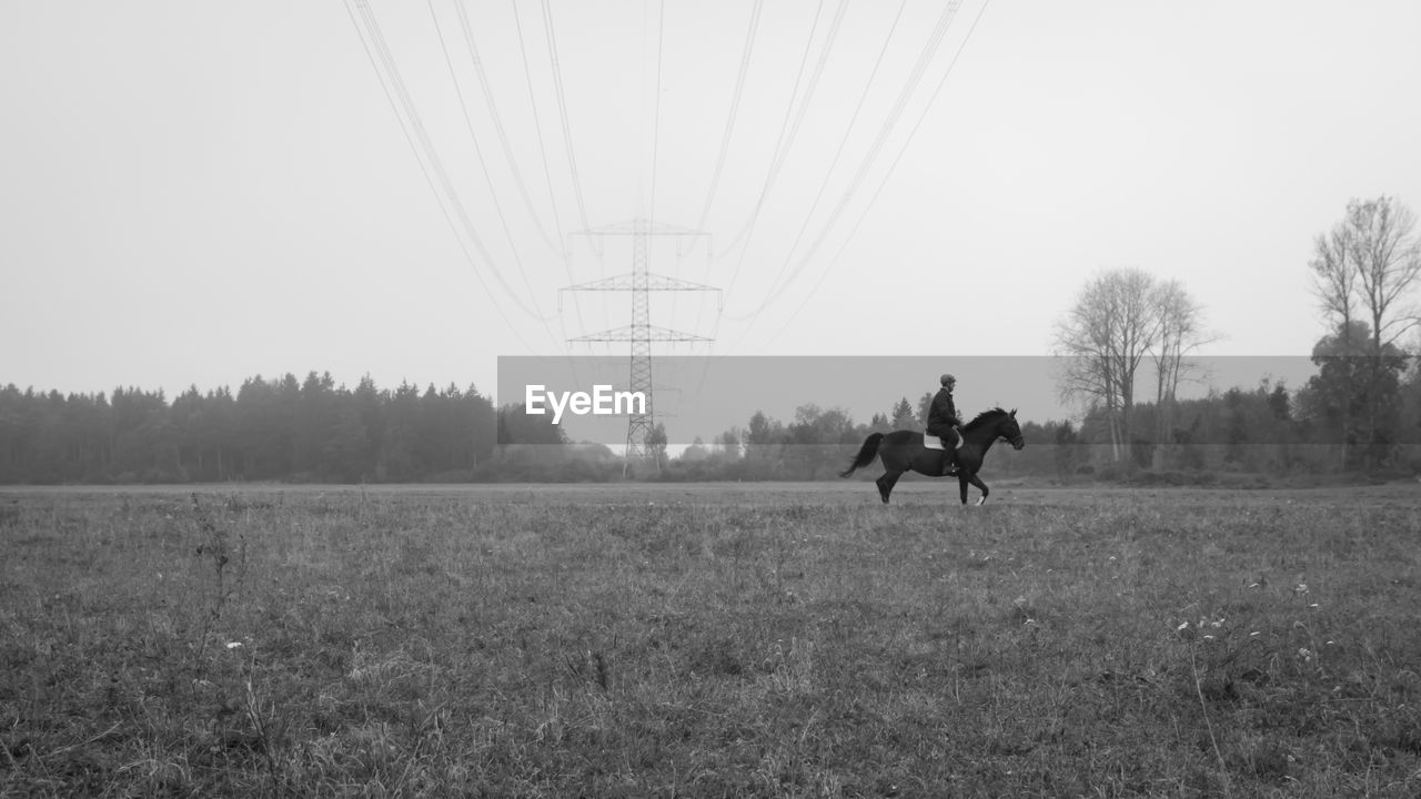 MAN RIDING HORSES ON FIELD AGAINST CLEAR SKY