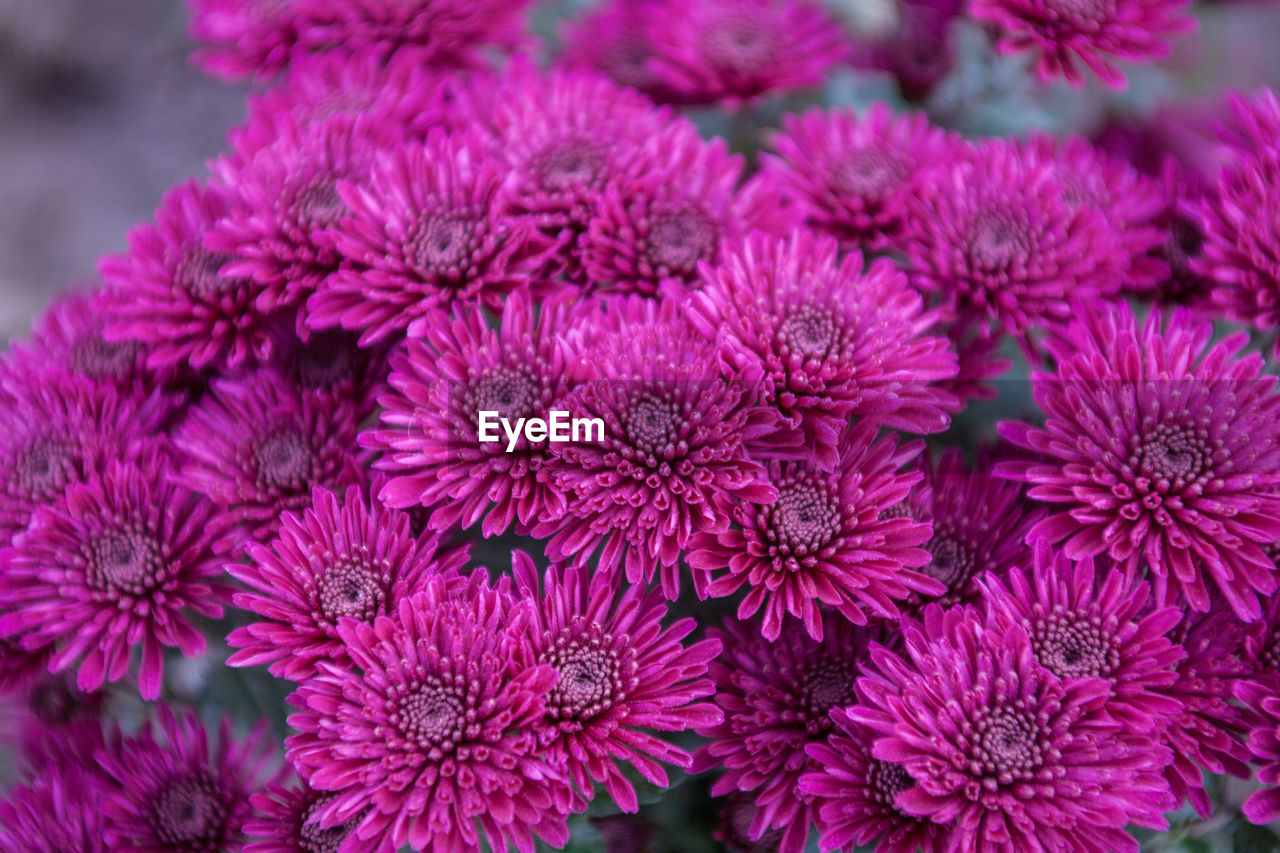 Close-up of purple flowers blooming outdoors