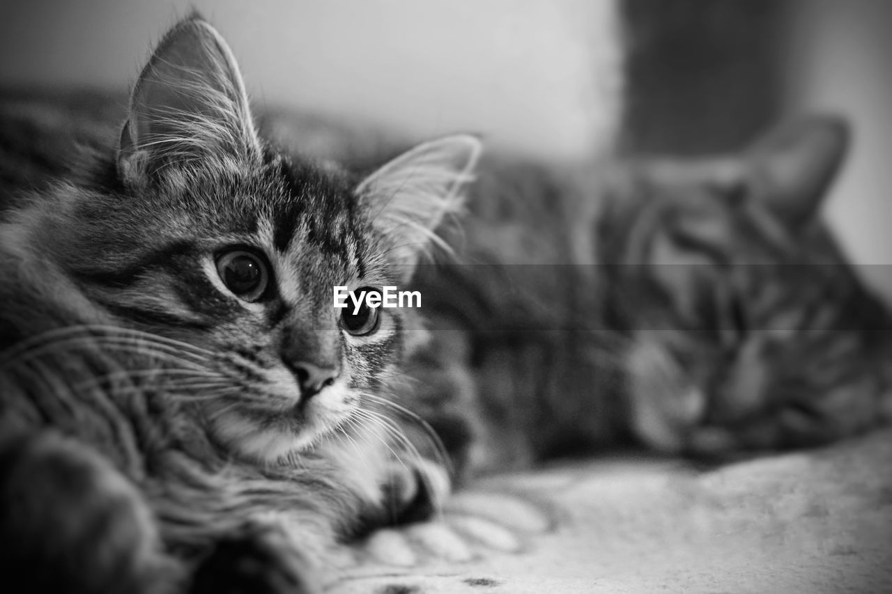 Close-up of cats relaxing at home