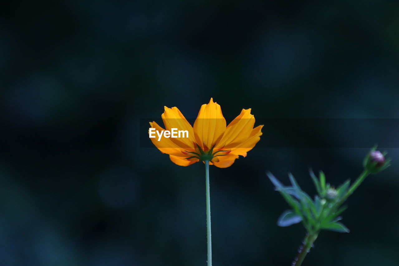 Close-up of yellow flower