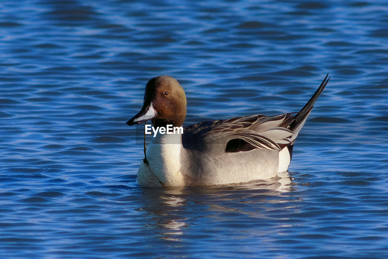 DUCK SWIMMING IN LAKE