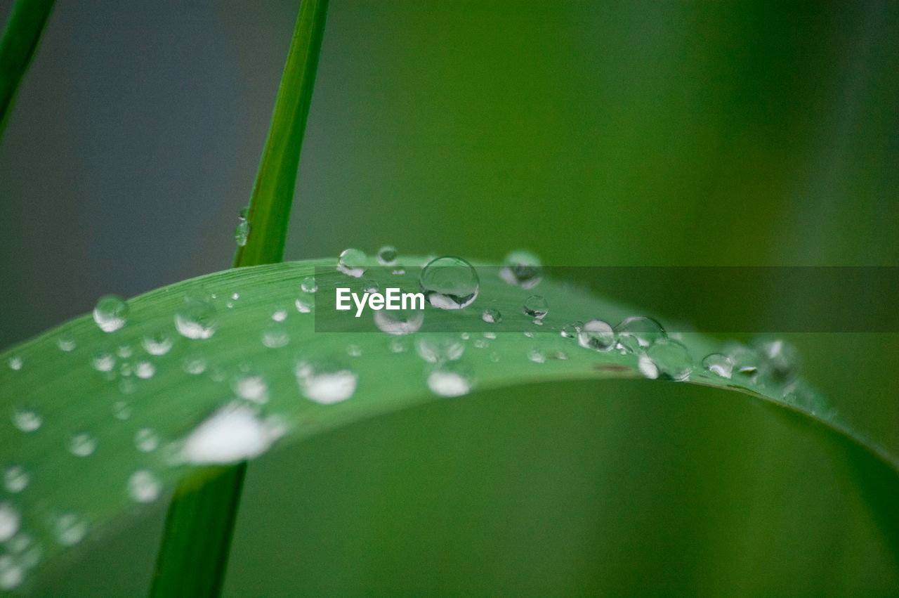 Close-up of water drops on leaves