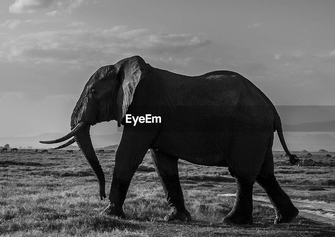 Close-up of elephant standing on field against sky