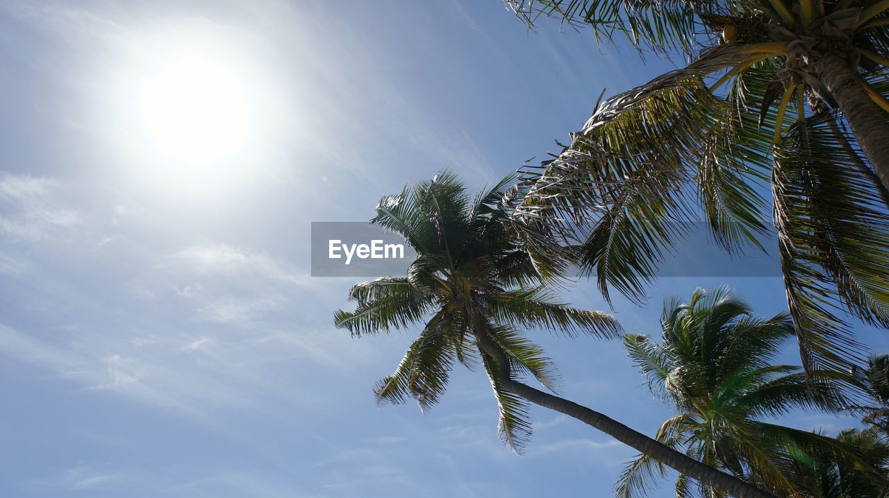 LOW ANGLE VIEW OF PALM TREES AGAINST BLUE SKY