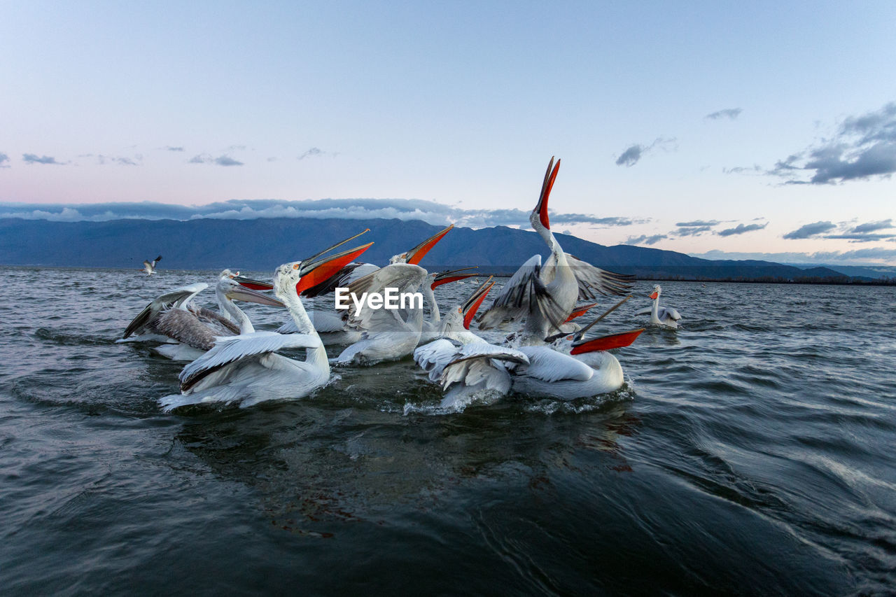 Pelicans of kerkini lake, greece