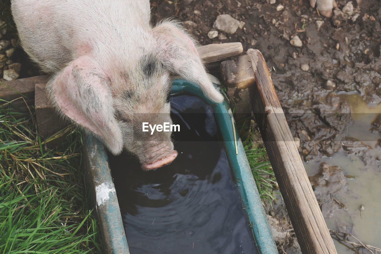 High angle view of pig drinking water