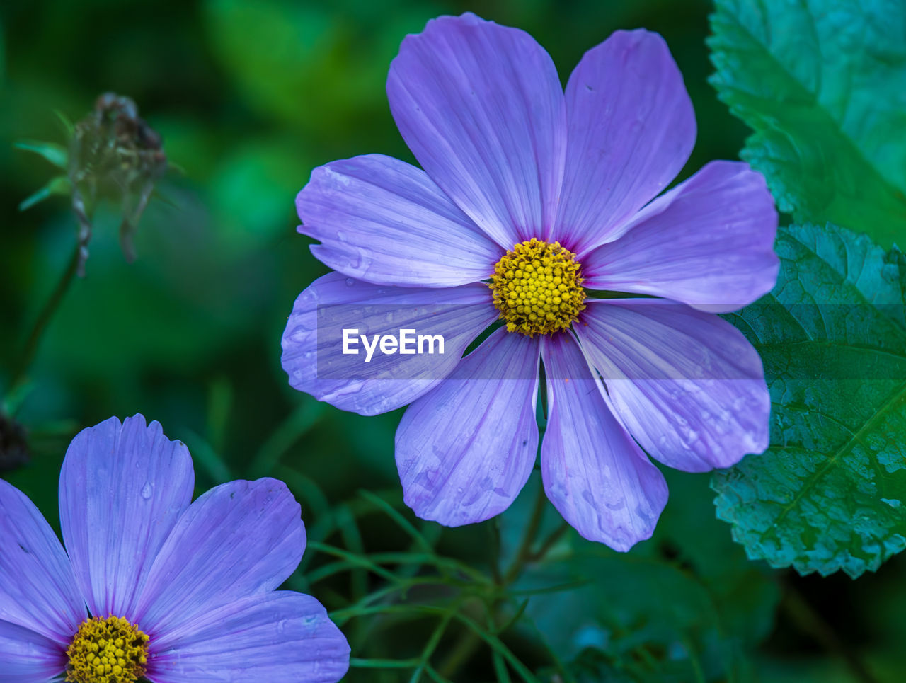 flower, flowering plant, plant, freshness, beauty in nature, close-up, flower head, garden cosmos, purple, inflorescence, petal, macro photography, nature, growth, fragility, pollen, botany, wildflower, no people, blue, summer, outdoors, focus on foreground, plant part, green, leaf, medicine, blossom