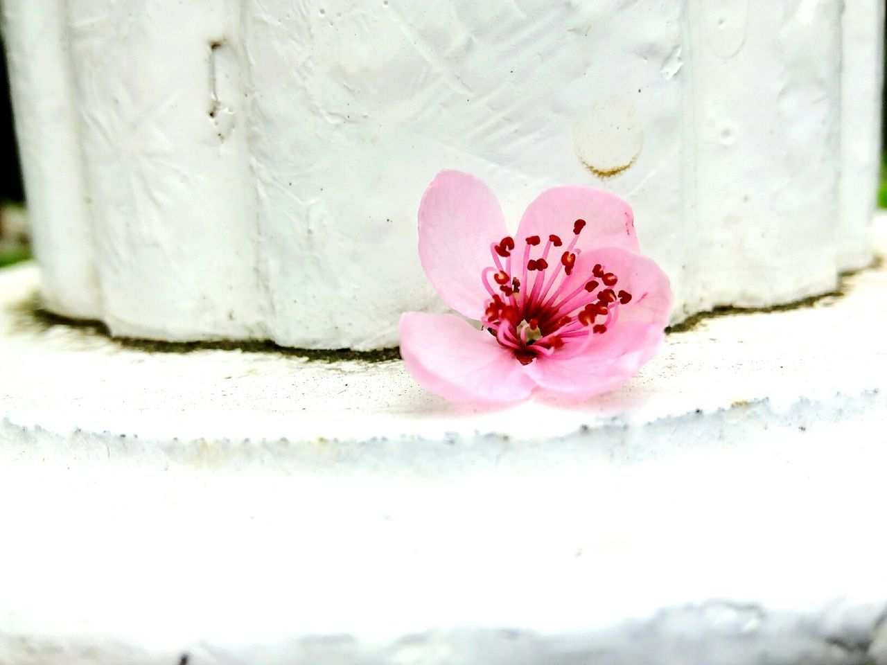 CLOSE-UP OF PINK FLOWER ON WATER