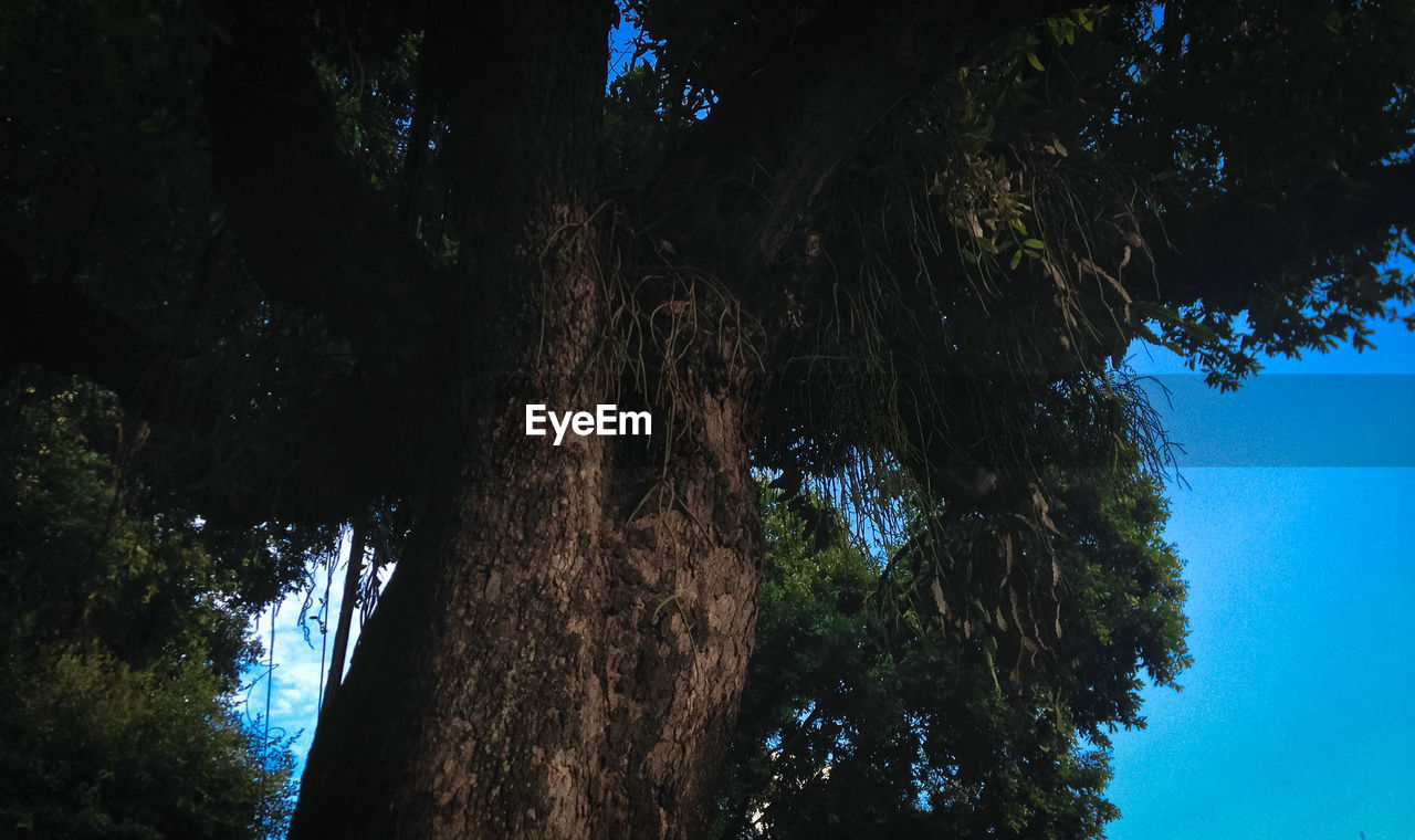 LOW ANGLE VIEW OF TREES AGAINST SKY