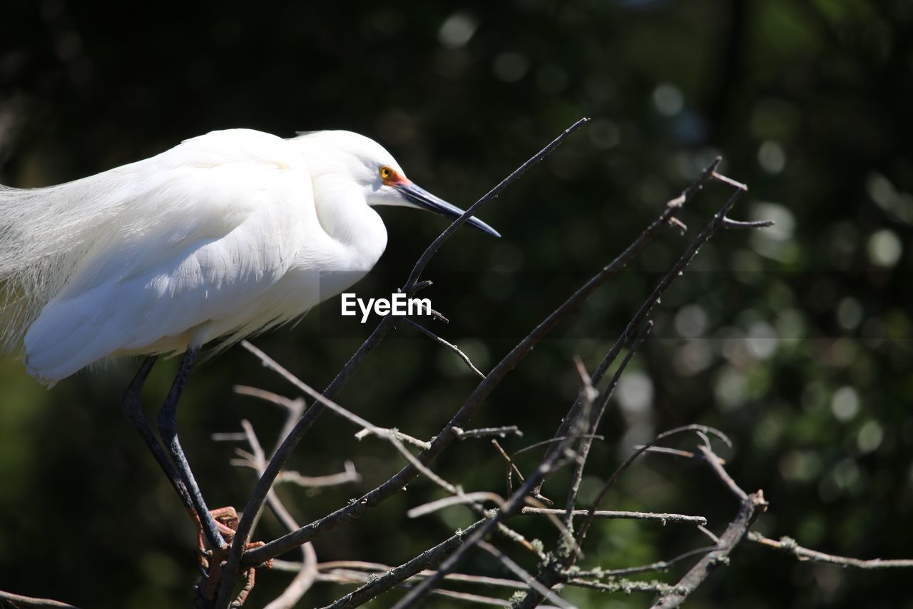 Little egret perching on dead plant