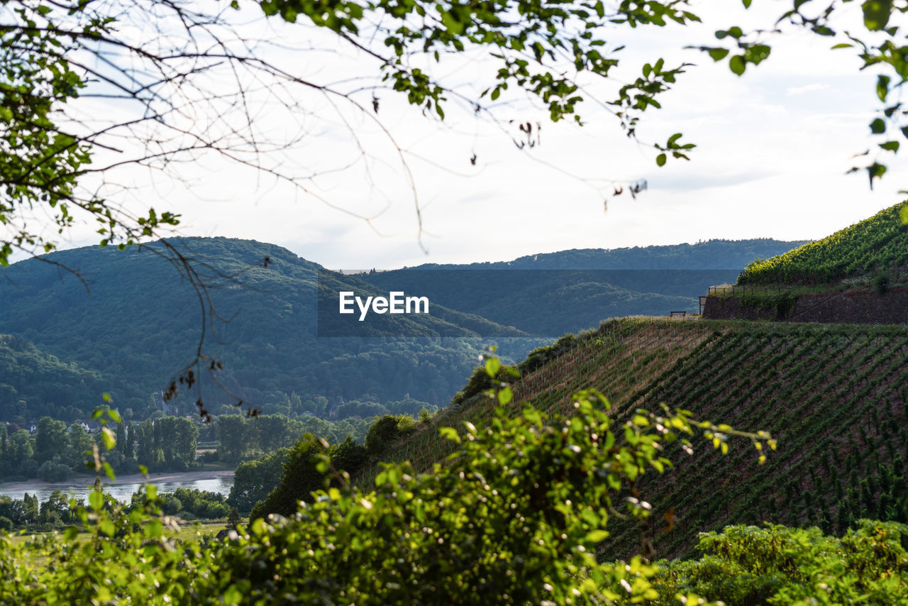 SCENIC VIEW OF TREES AND MOUNTAINS AGAINST SKY