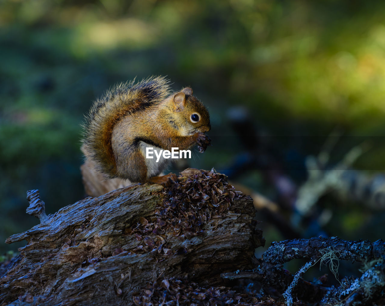 CLOSE UP OF SQUIRREL