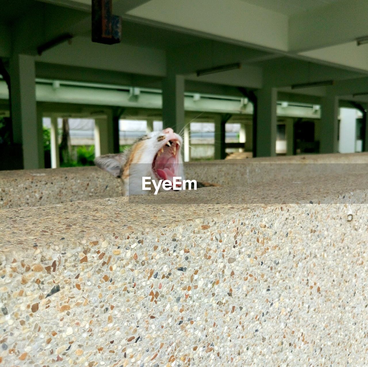 VIEW OF CAT YAWNING