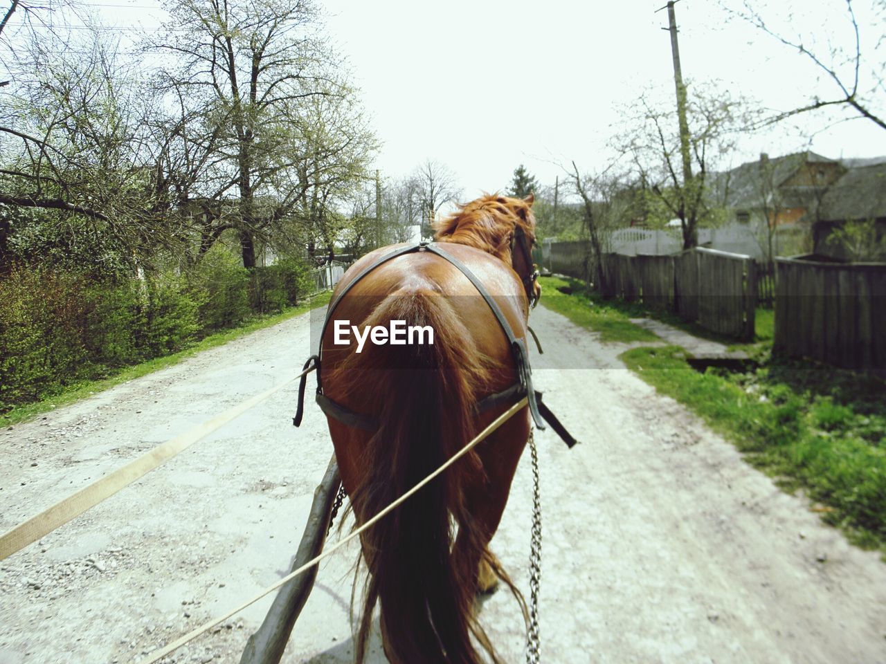 Horse walking on road