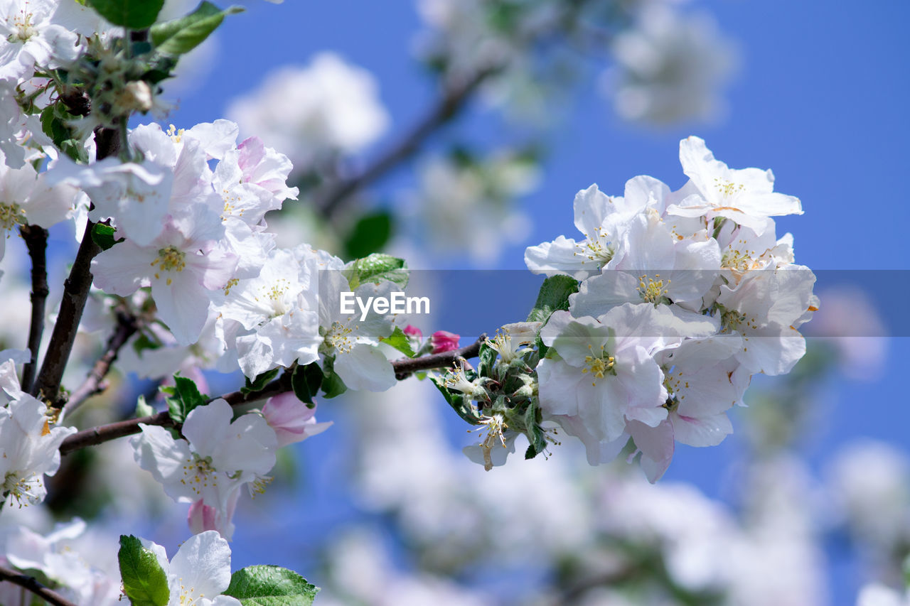 Close-up of cherry blossoms on tree