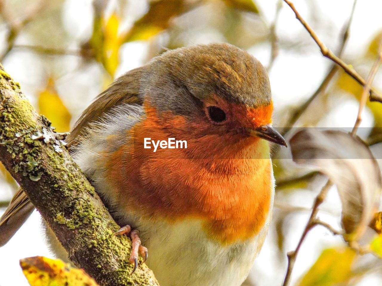 Close-up of robin perching on branch