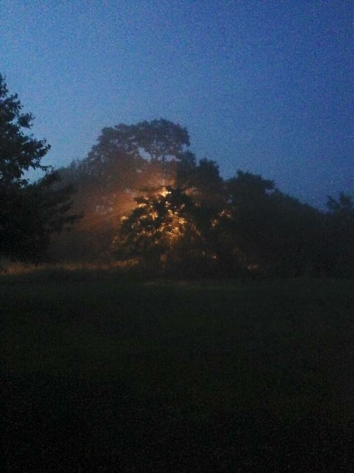 TREES ON FIELD AT SUNSET