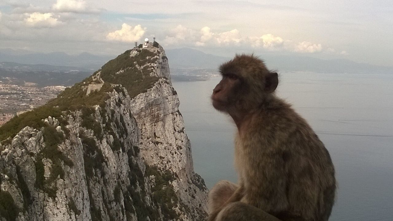 Monkey on rock against sky