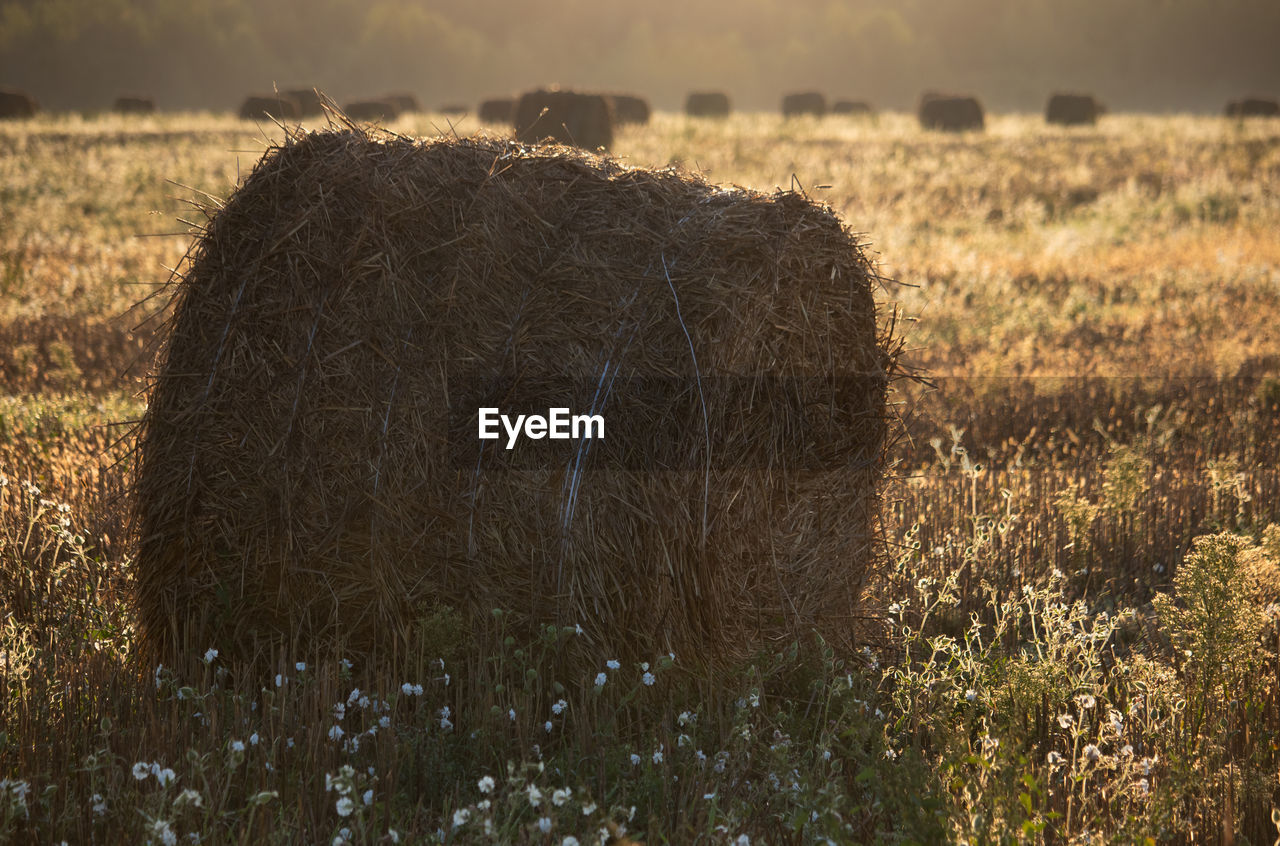 Lots of hay bales or straw rolls in field