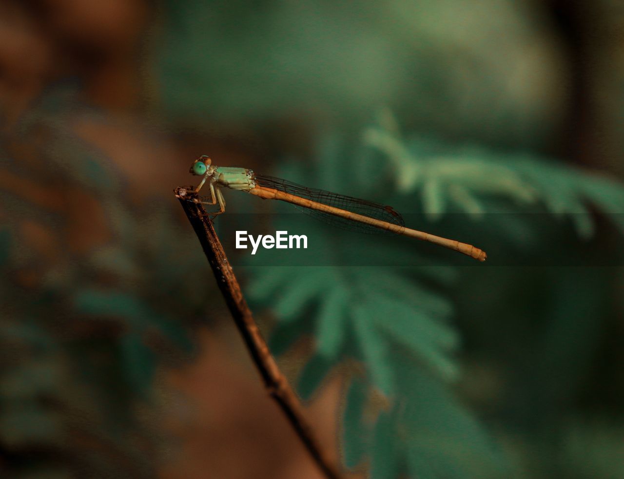 Close-up of dragonfly on leaf