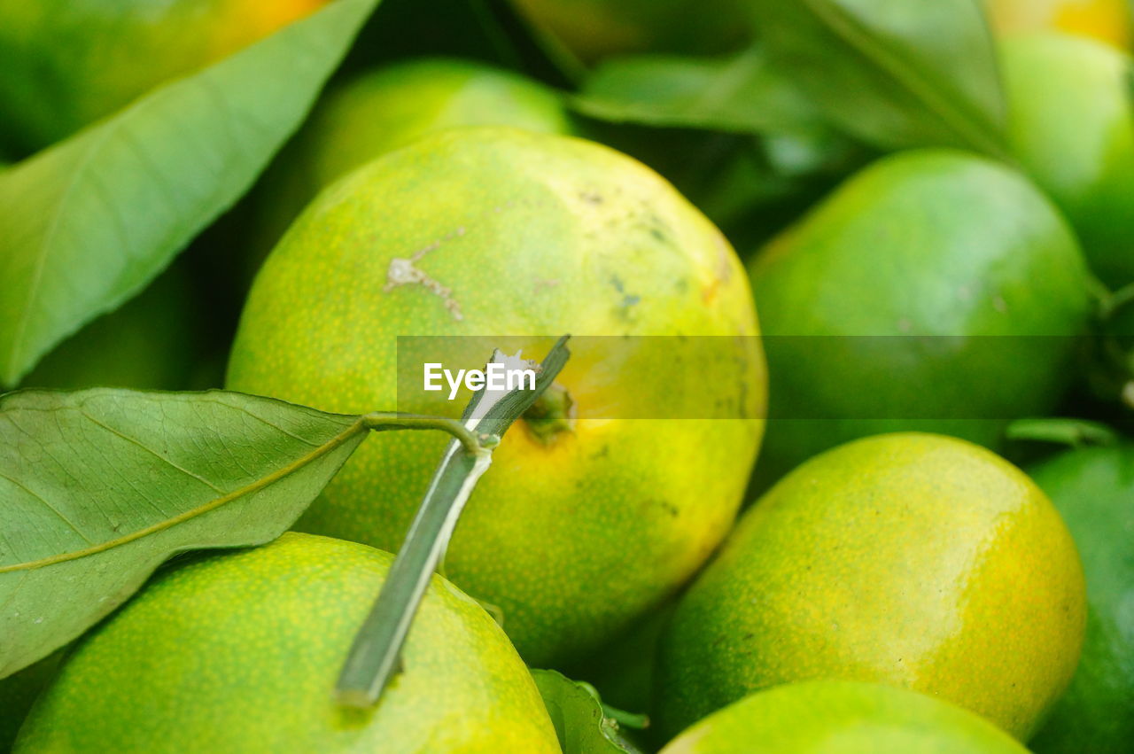 CLOSE-UP OF FRESH GREEN FRUIT