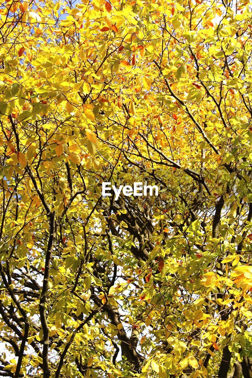 LOW ANGLE VIEW OF YELLOW FLOWERS ON TREE