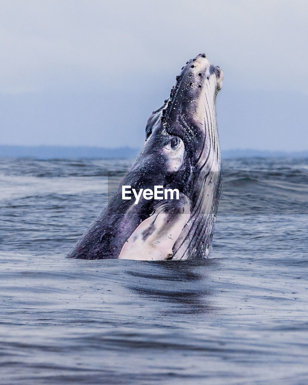 high angle view of whale swimming in sea