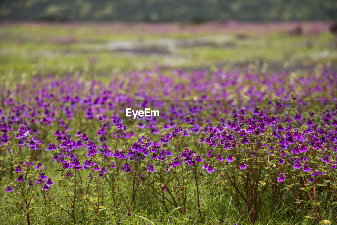 Close-up of purple flowers blooming in field