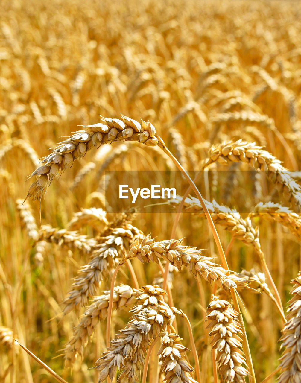 CLOSE-UP OF WHEAT FIELD