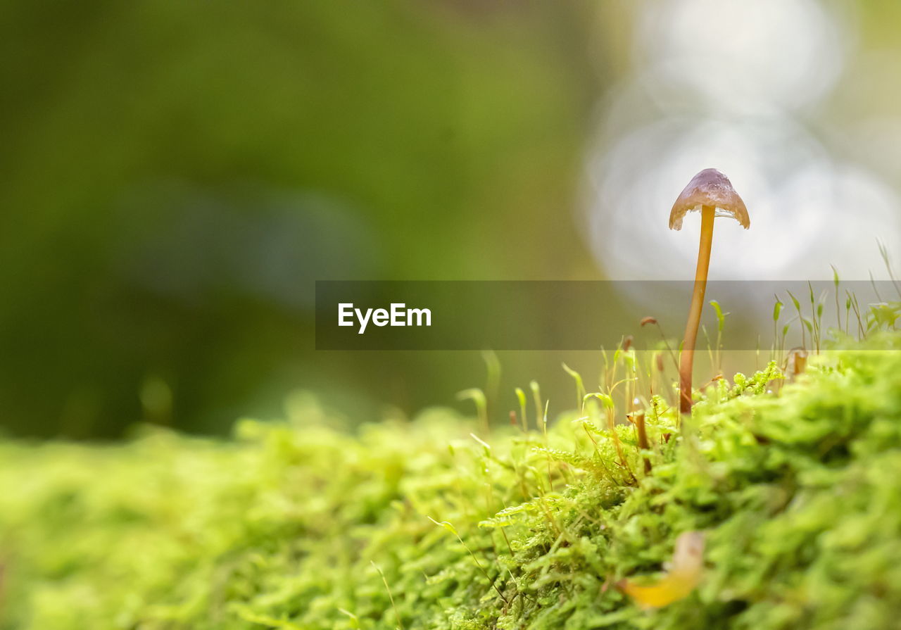 Single mushroom in the forest in bokeh background