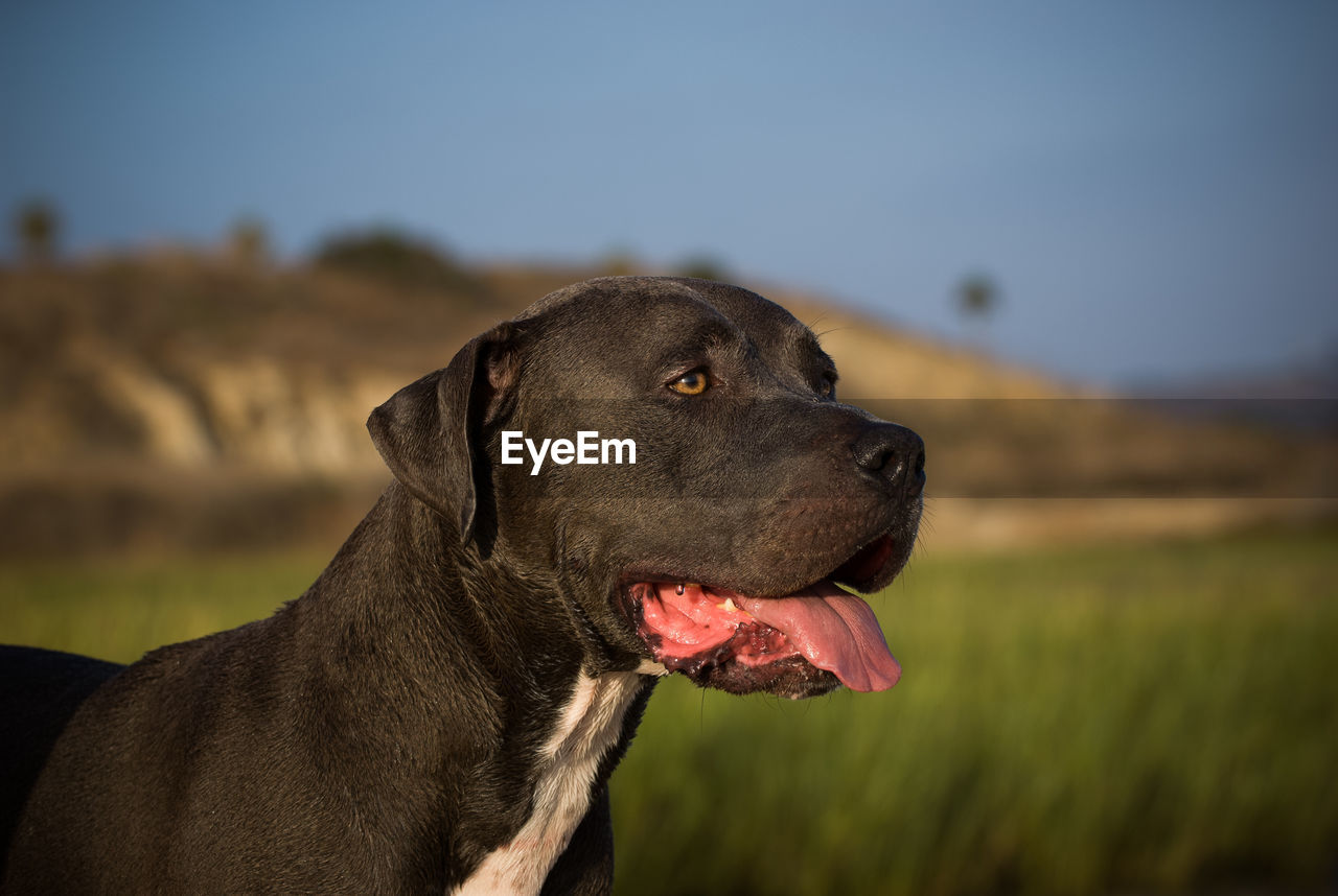 Close-up of hunting dog sticking out tongue