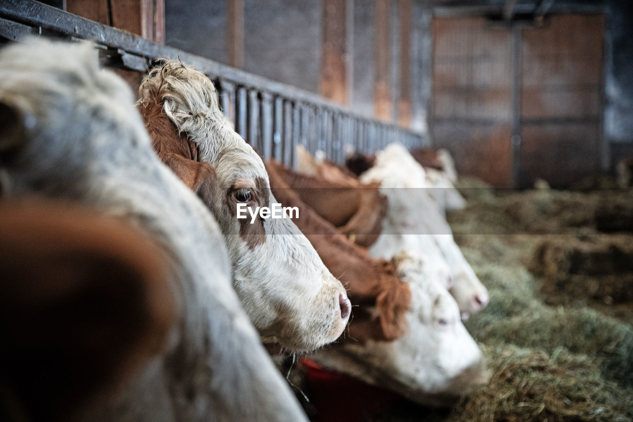 View of a cow in ranch