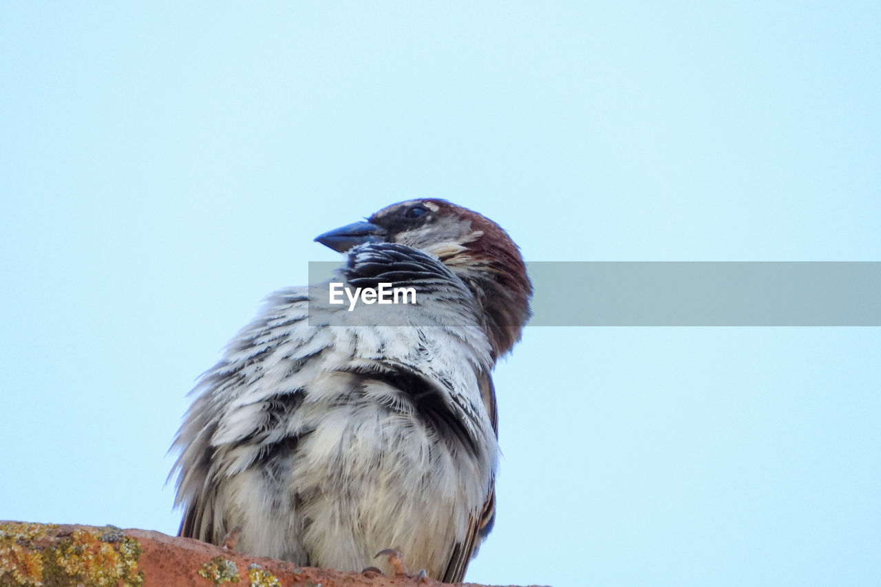 animal, animal themes, bird, animal wildlife, one animal, wildlife, beak, perching, clear sky, blue, no people, nature, sky, day, copy space, wing, sparrow, low angle view, outdoors, bird of prey, looking, full length