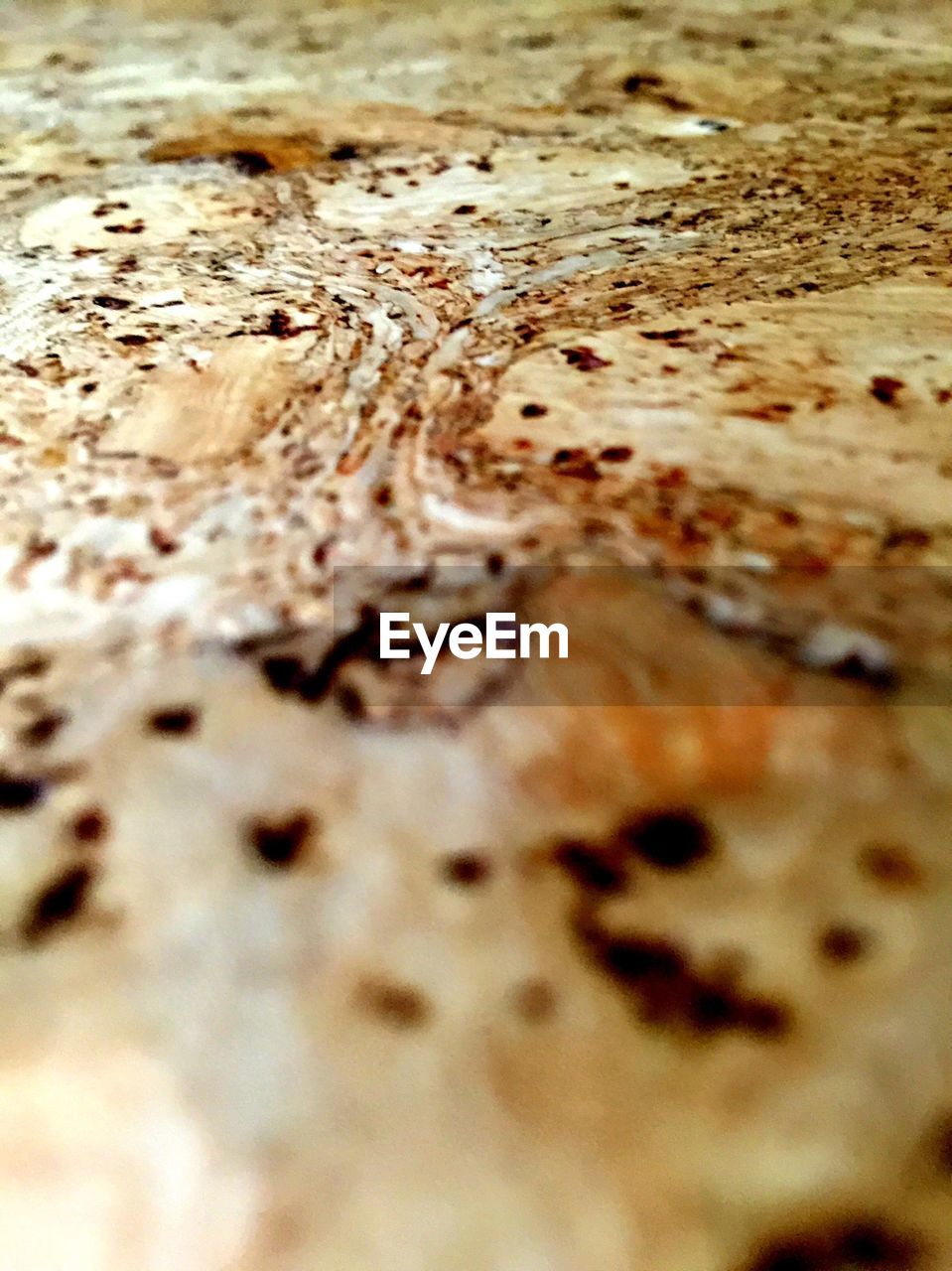 Extreme close-up of corkwood