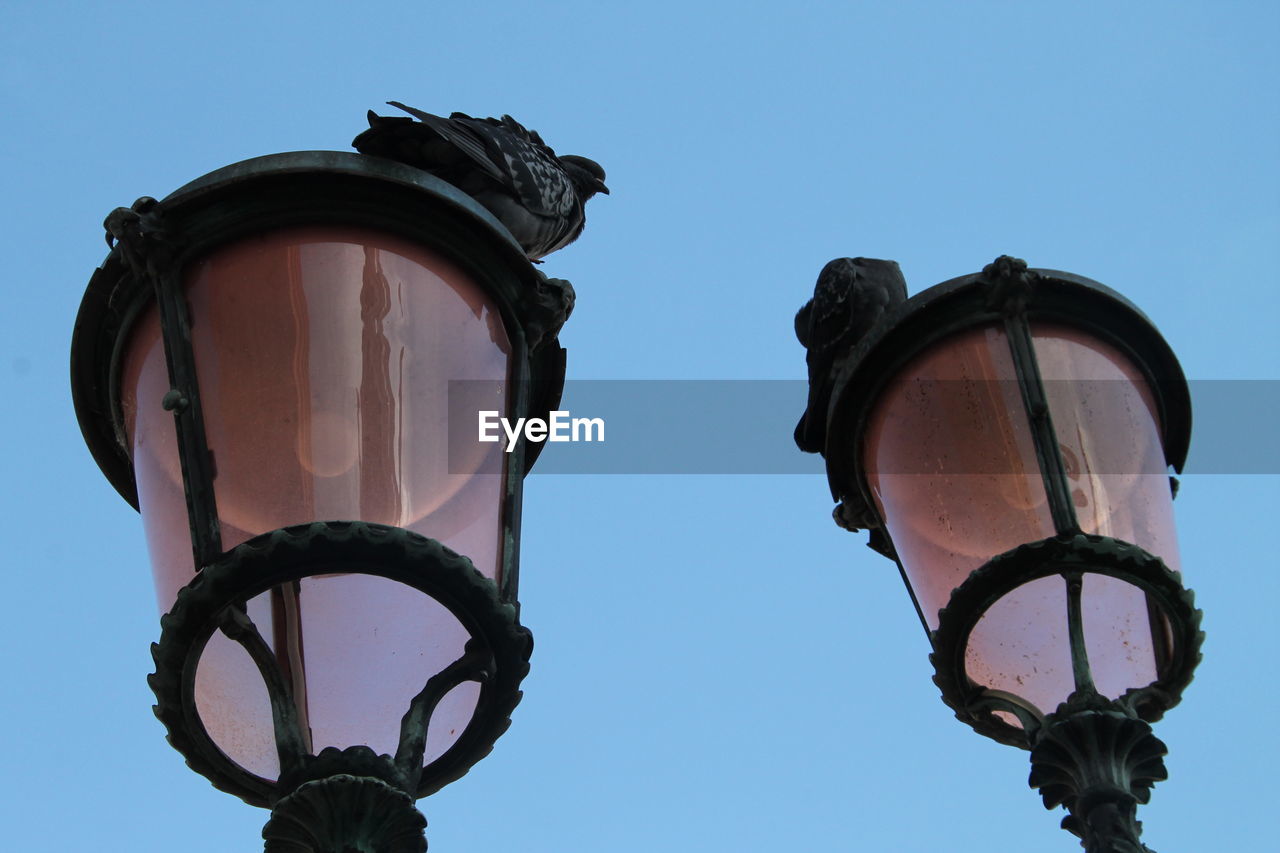 Low angle view of pigeons on street lights against clear blue sky