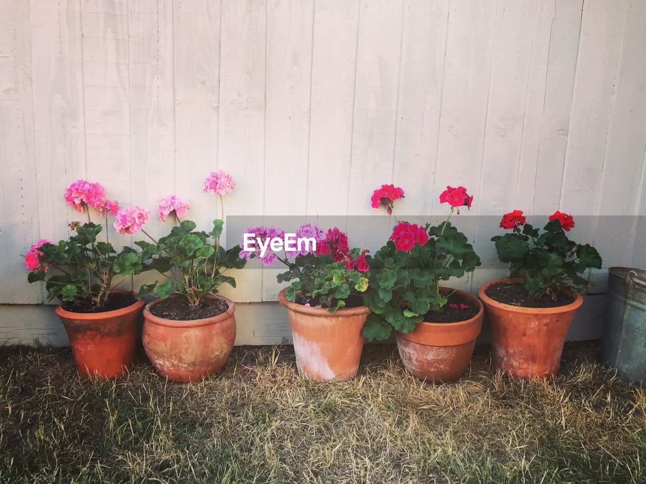 Potted plants against wall