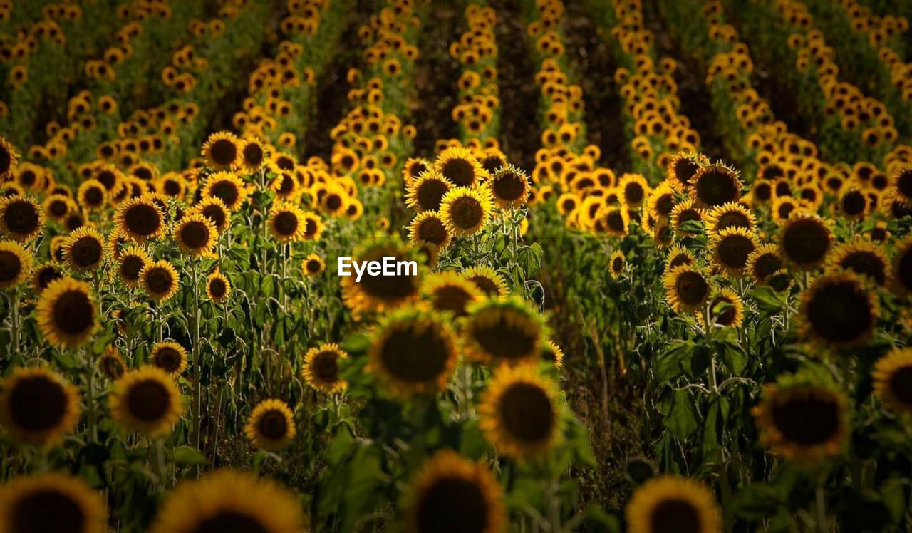 Full frame shot of sunflower field