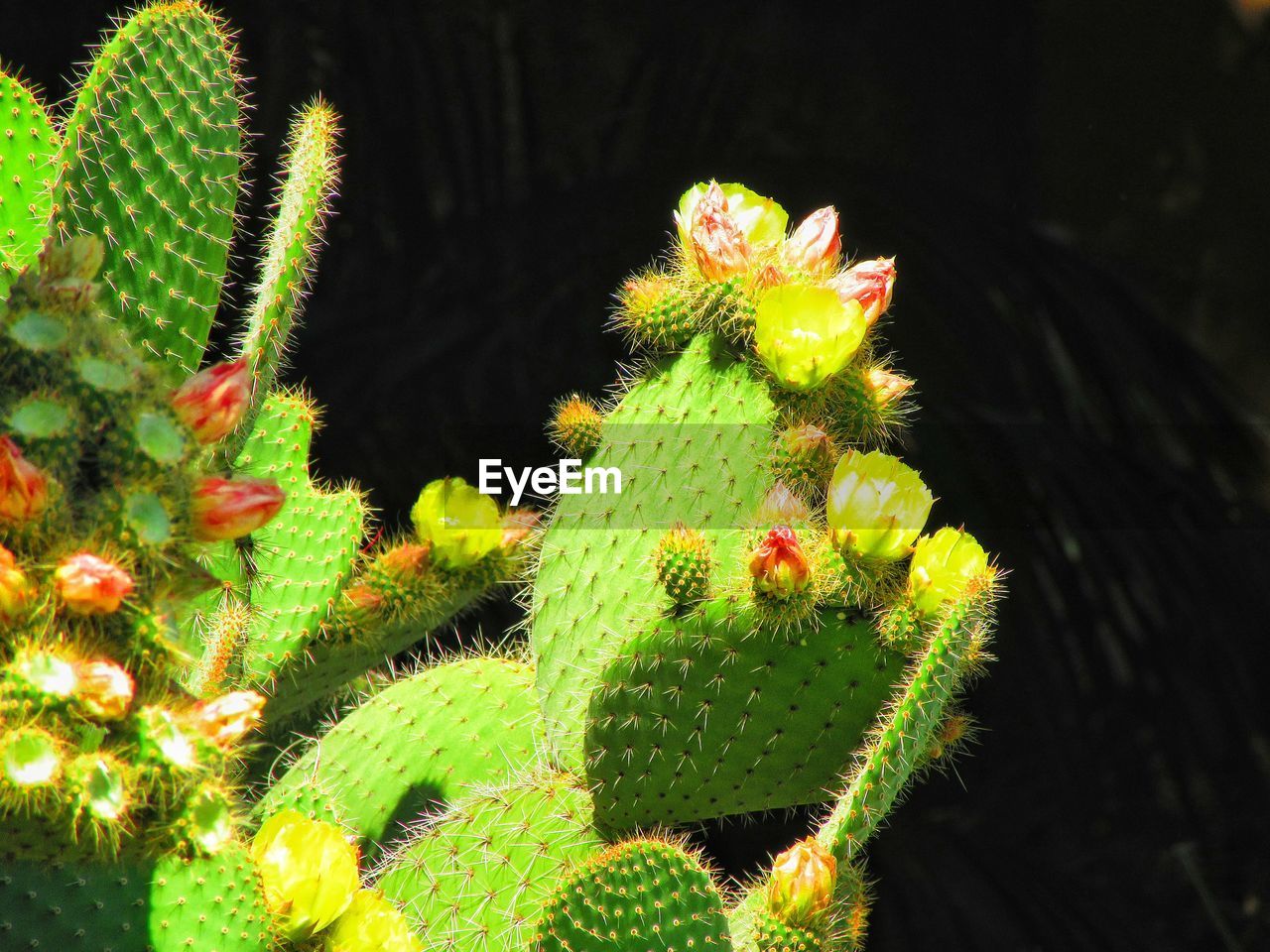 Close-up of cactus