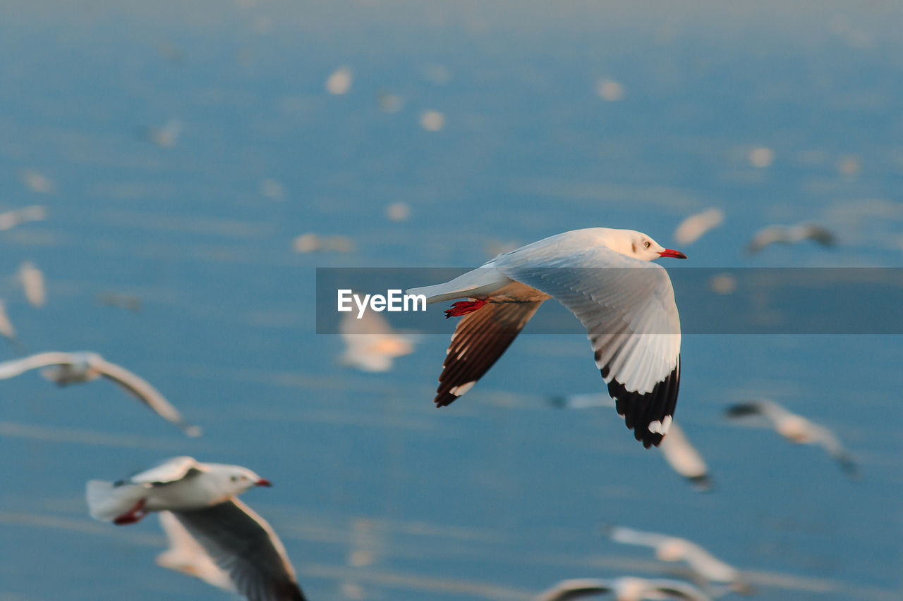 Seagulls flying over sea