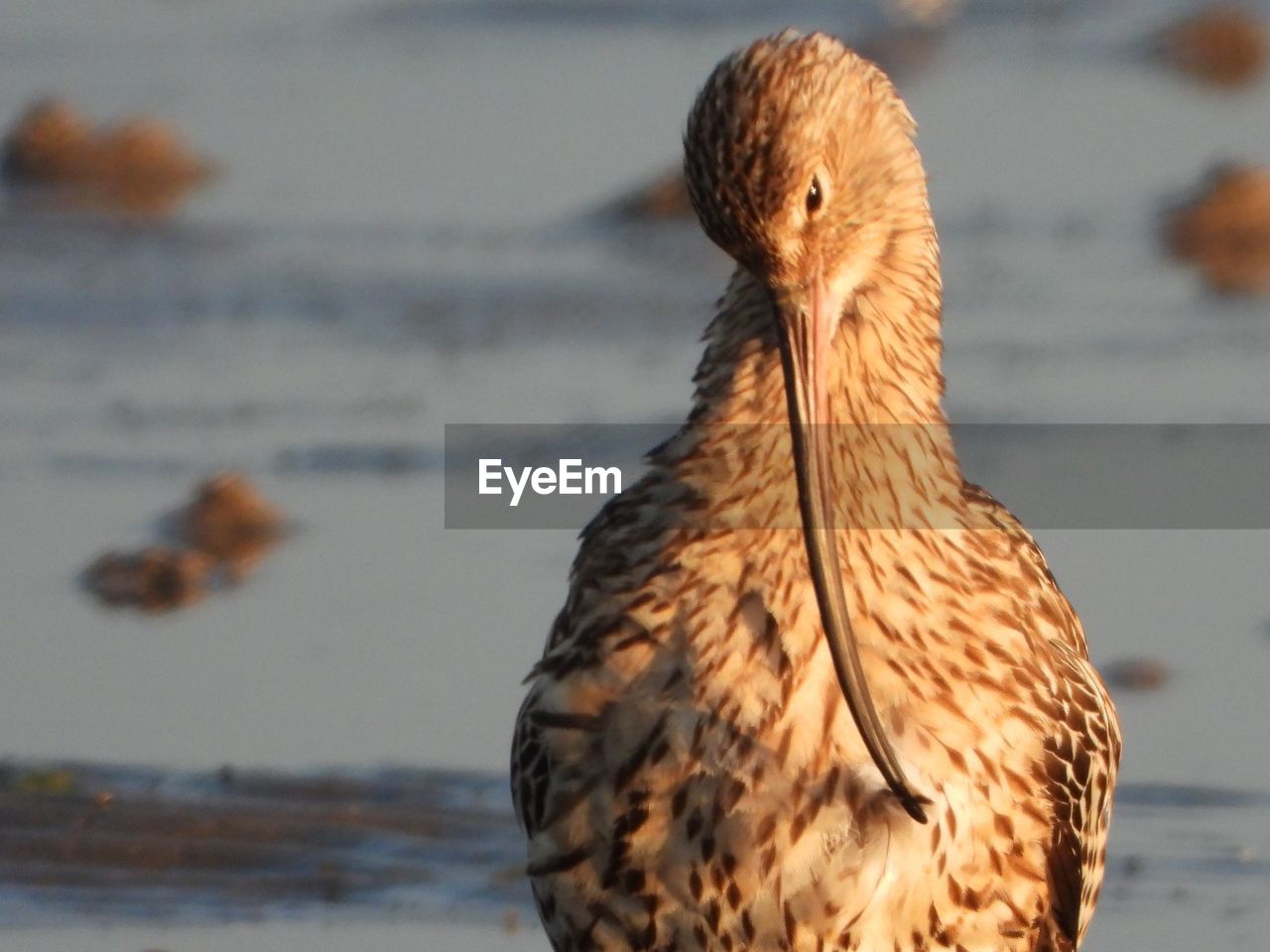 Curlew preening