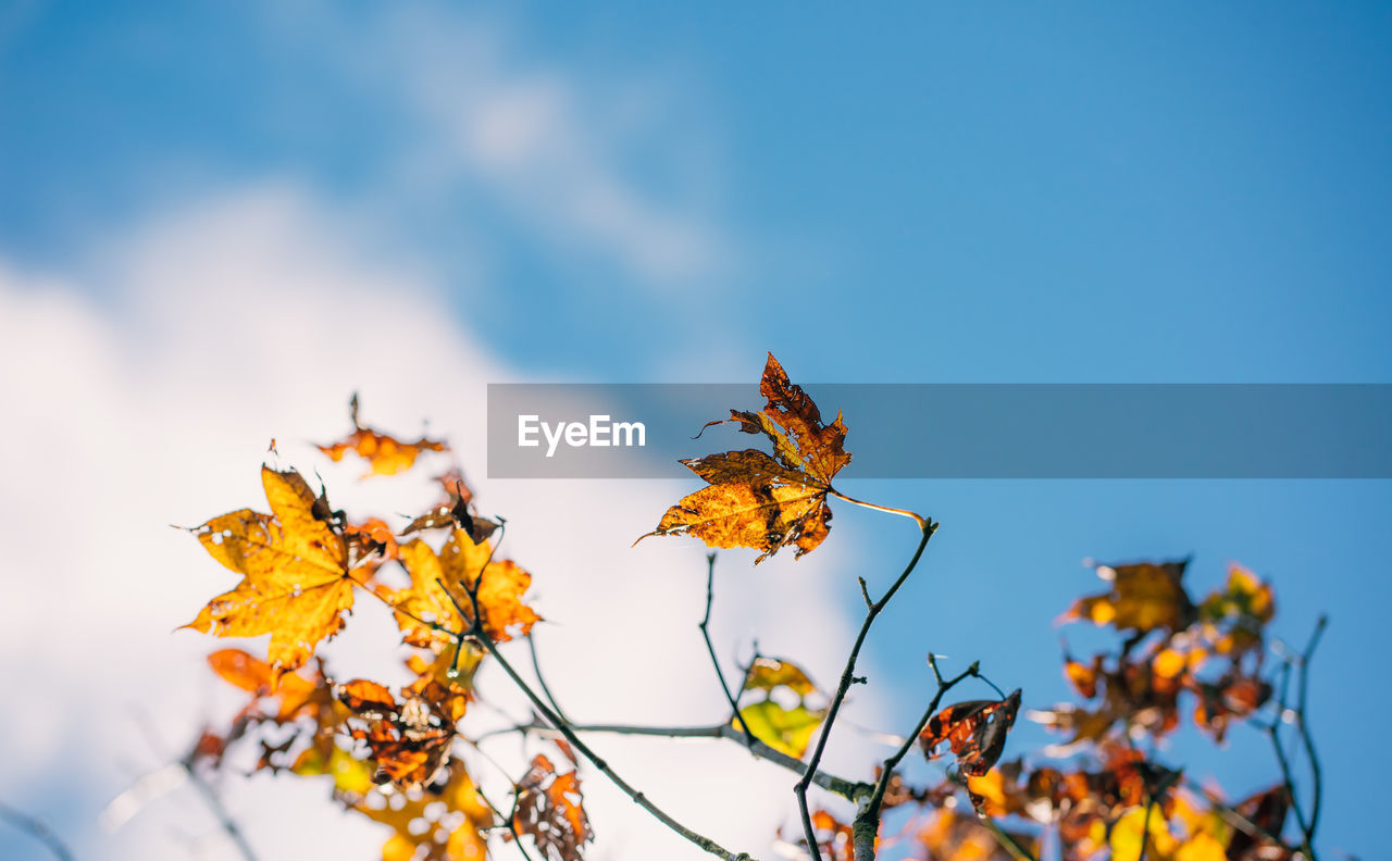 Low angle view of yellow maple leaves against sky