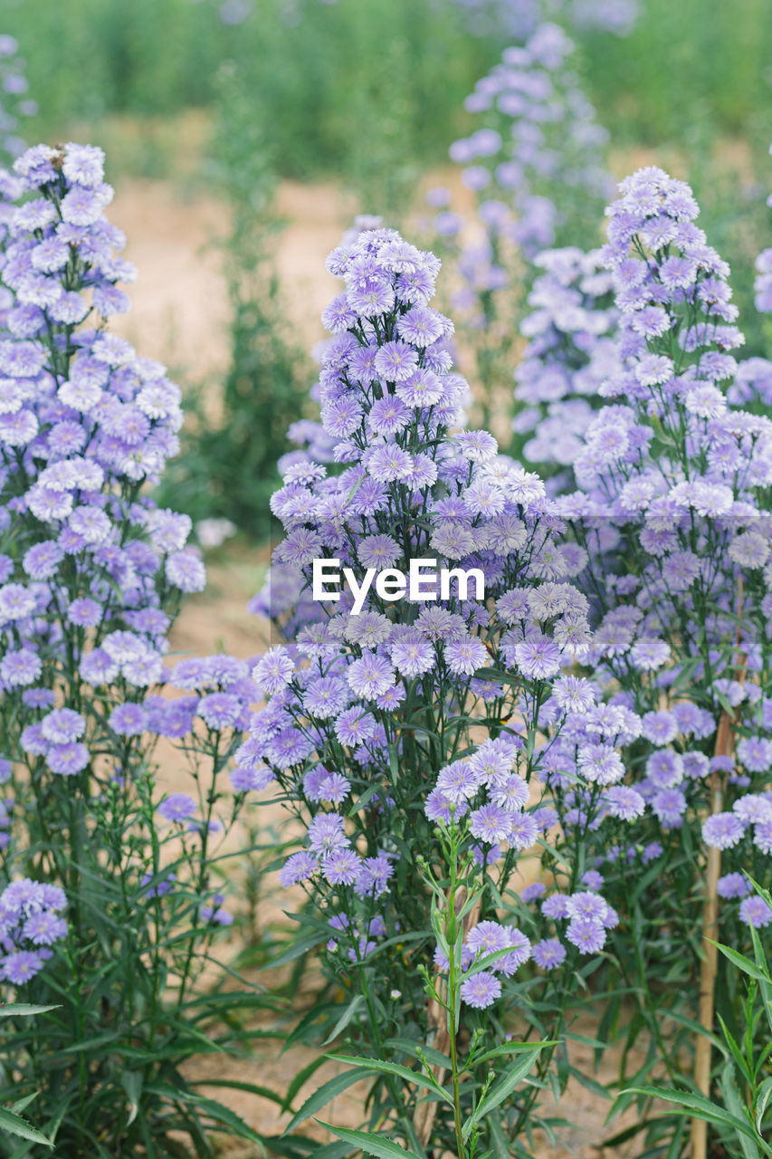 CLOSE-UP OF FRESH PURPLE FLOWERING PLANTS