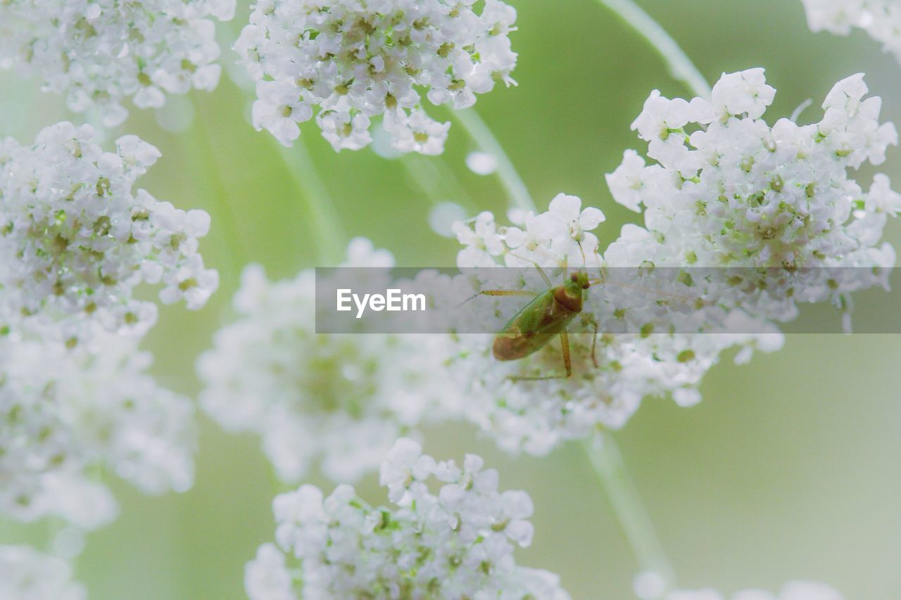 Close-up of insect on white flowers