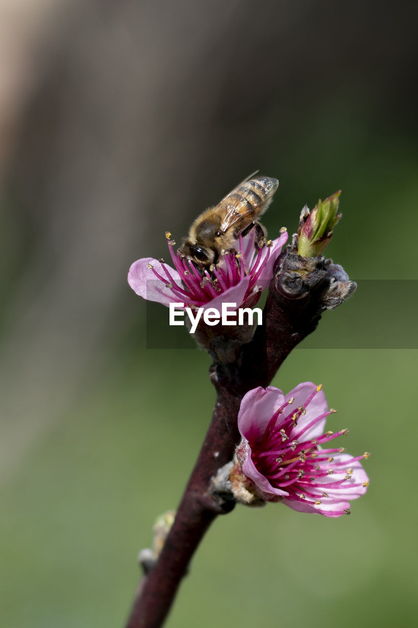 flower, flowering plant, plant, beauty in nature, animal themes, animal, animal wildlife, fragility, freshness, insect, close-up, macro photography, nature, wildlife, petal, blossom, flower head, focus on foreground, pink, one animal, no people, plant stem, growth, bee, springtime, macro, outdoors, inflorescence, animal wing, perching, magnification, selective focus, wildflower, pollen, eating, bud, day, honey bee, feeding, purple