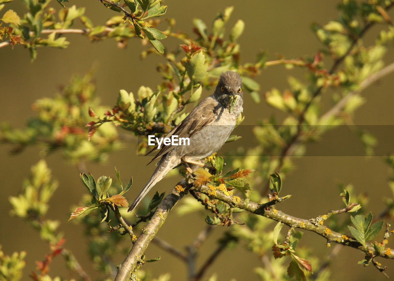 CLOSE-UP OF BIRD PERCHING ON A PLANT